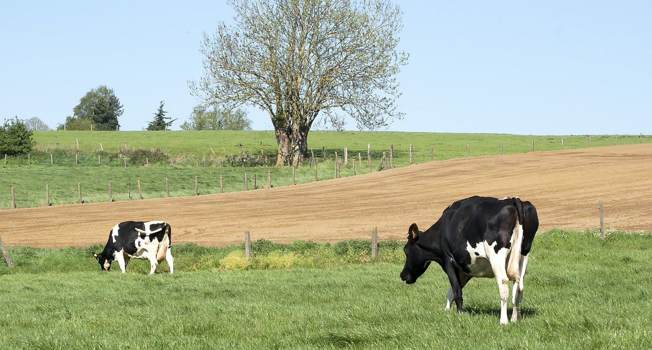 Two cows close up large